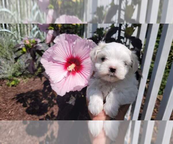 Medium Photo #5 Maltese Puppy For Sale in BRANSON, MO, USA