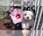 Small Photo #5 Maltese Puppy For Sale in BRANSON, MO, USA