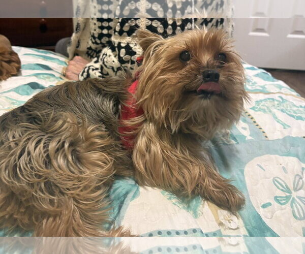 Medium Photo #2 Mutt Puppy For Sale in Cookeville, TN, USA