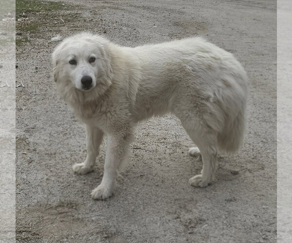 Medium Photo #2 Great Pyrenees Puppy For Sale in Croydon, NH, USA