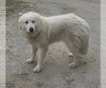 Small #1 Great Pyrenees