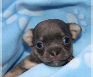 Medium Chihuahua