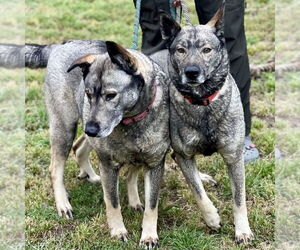Freida - Female Norwegian Elkhound Dog for Adoption - Photo #3