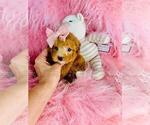 Small #10 Poodle (Toy)