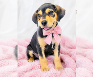 Beagle-Unknown Mix Dogs for adoption in Mt. Laurel, NJ, USA