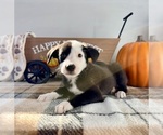 Small #2 Border Collie