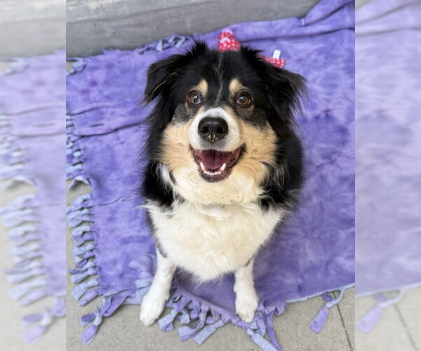 Medium Photo #1 Australian Shepherd Puppy For Sale in Rancho Cucamonga, CA, USA