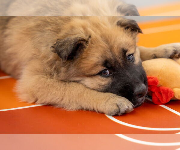 Medium Photo #1 Shepradors Puppy For Sale in Princeton, MN, USA