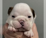 Small Photo #37 English Bulldog Puppy For Sale in EVEREST, KS, USA