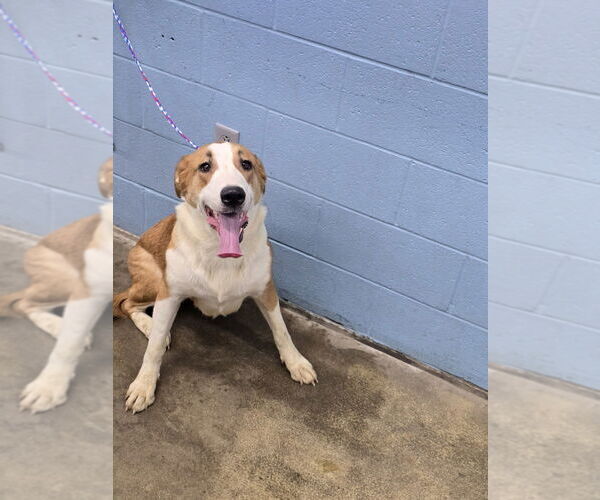 Medium Photo #1 Border Saint Puppy For Sale in Evansville, IN, USA