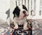 Puppy Otis English Bulldog