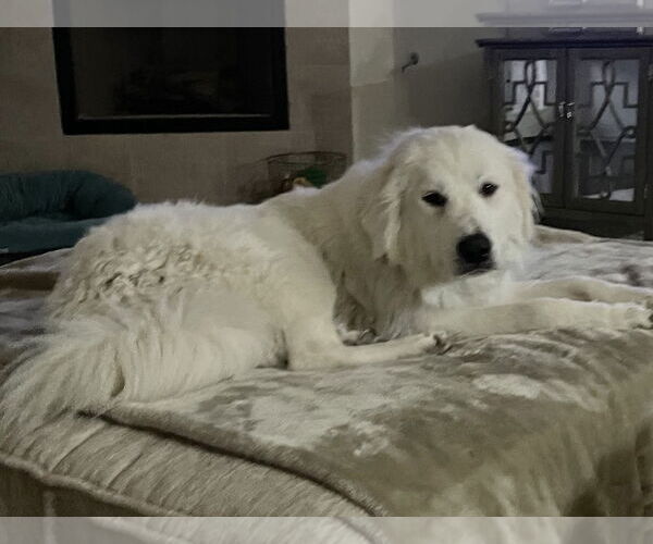 Medium Photo #5 Great Pyrenees Puppy For Sale in Dallas, TX, USA