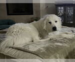Small #4 Great Pyrenees