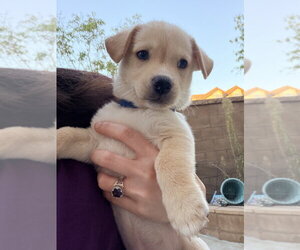 Mutt Dogs for adoption in Dana Point, CA, USA