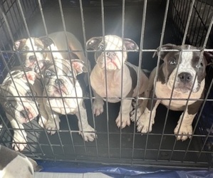 American Bully Dog for Adoption in HOLLYWOOD, Florida USA