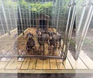 Doberman Pinscher Puppy for sale in GREENVILLE, SC, USA