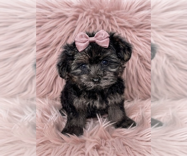 Medium Photo #1 Maltipoo (Toy) Puppy For Sale in VIENNA, GA, USA