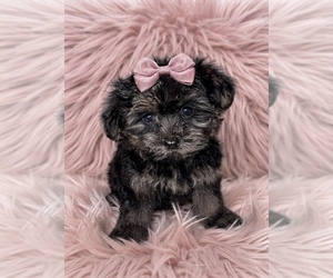 Maltipoo (Toy) Puppy for sale in VIENNA, GA, USA