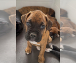 Puppy Tiger Boxer