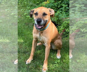 Mutt Dogs for adoption in Chester, NJ, USA
