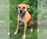Small Mutt