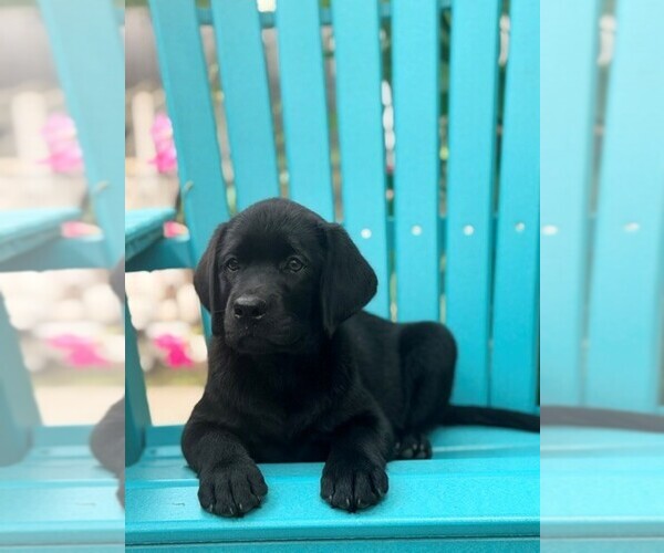 Medium Photo #4 Labrador Retriever Puppy For Sale in HAMPSTEAD, NC, USA