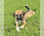 Small #3 Black Mouth Cur-German Shepherd Dog Mix