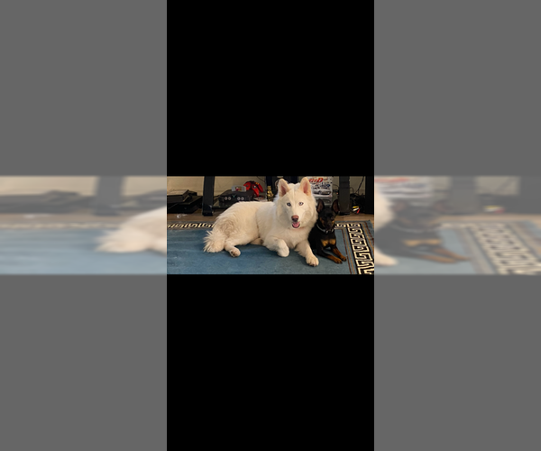 Medium Photo #3 Siberian Husky-Unknown Mix Puppy For Sale in Chandler, AZ, USA