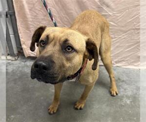 Black Mouth Cur-Unknown Mix Dogs for adoption in Rosenberg, TX, USA