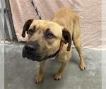 Small Black Mouth Cur Mix