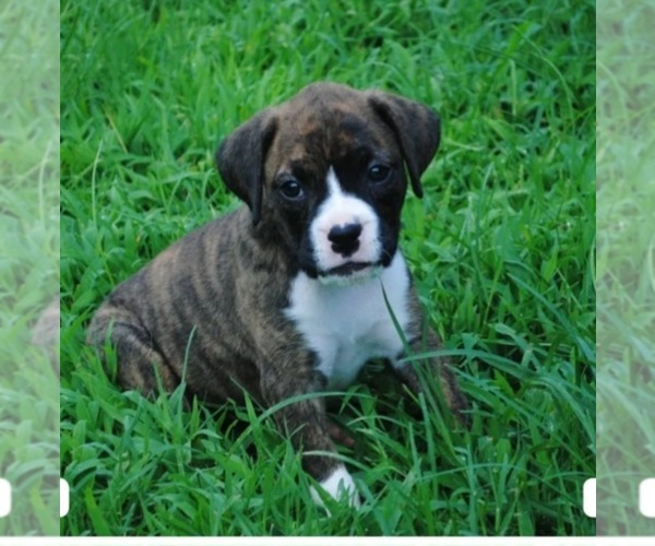 Medium Photo #1 Boxer Puppy For Sale in PETERSBURG, VA, USA