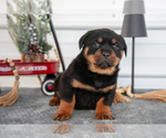 Puppy Hannah Rottweiler