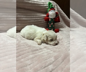 Maltese-Poodle (Toy) Mix Puppy for sale in BENSON, NC, USA