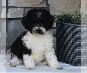 Poodle (Miniature) Puppy for sale in FREDERICKSBURG, OH, USA