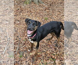 Labrador Retriever-Unknown Mix Dogs for adoption in Thomasville, NC, USA