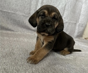 Bloodhound Puppy for sale in SWEET HOME, OR, USA