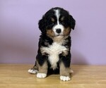 Small Bernese Mountain Dog