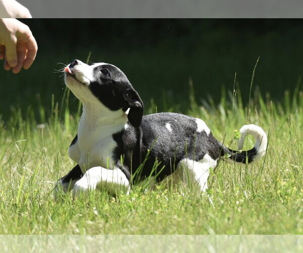 Medium Photo #2 Shepradors Puppy For Sale in Mechanicsburg, PA, USA