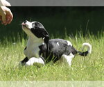 Small #1 Shepradors