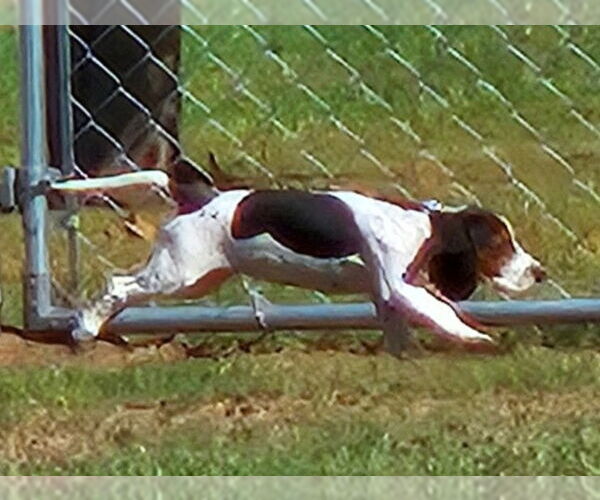 Medium Photo #9 Bagle Hound Puppy For Sale in Dunnellon, FL, USA