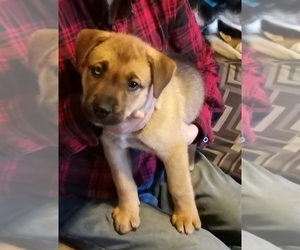 American Bulldog-Huskies Mix Puppy for sale in MCKNIGHT, PA, USA