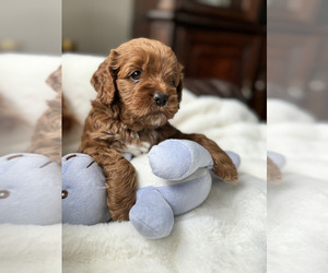 Cock-A-Poo Puppy for sale in MONTPELIER, VA, USA