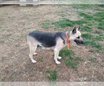 Small Photo #1 German Shepherd Dog Puppy For Sale in WOODBURN, KY, USA