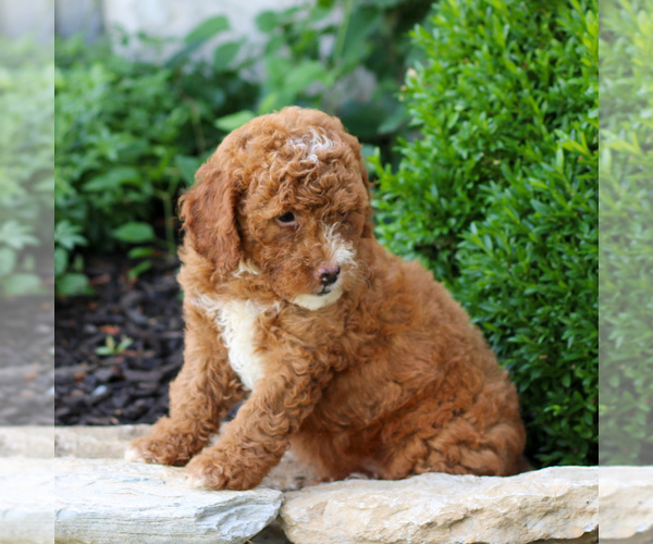 Medium Photo #3 Goldendoodle (Miniature) Puppy For Sale in LITITZ, PA, USA