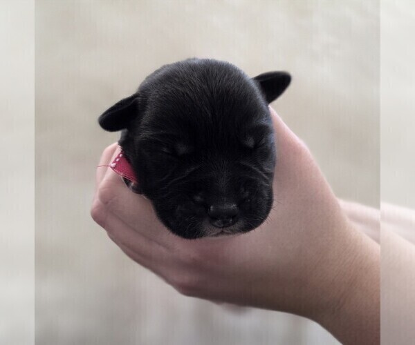 Medium Photo #1 Borador Puppy For Sale in FORTUNA, CA, USA