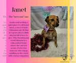 Small #1 Dachshund Mix