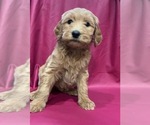 Puppy Belle Cavapoo-Goldendoodle Mix