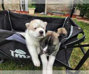 Siberian Husky Puppy for sale in MONEE, IL, USA