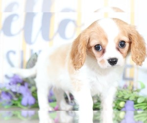 Cavachon Puppy for sale in MOUNT VERNON, OH, USA