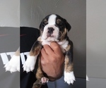 Small Photo #7 Olde English Bulldogge Puppy For Sale in AURORA, CO, USA